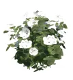 White rose bush