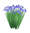 Blue flowers